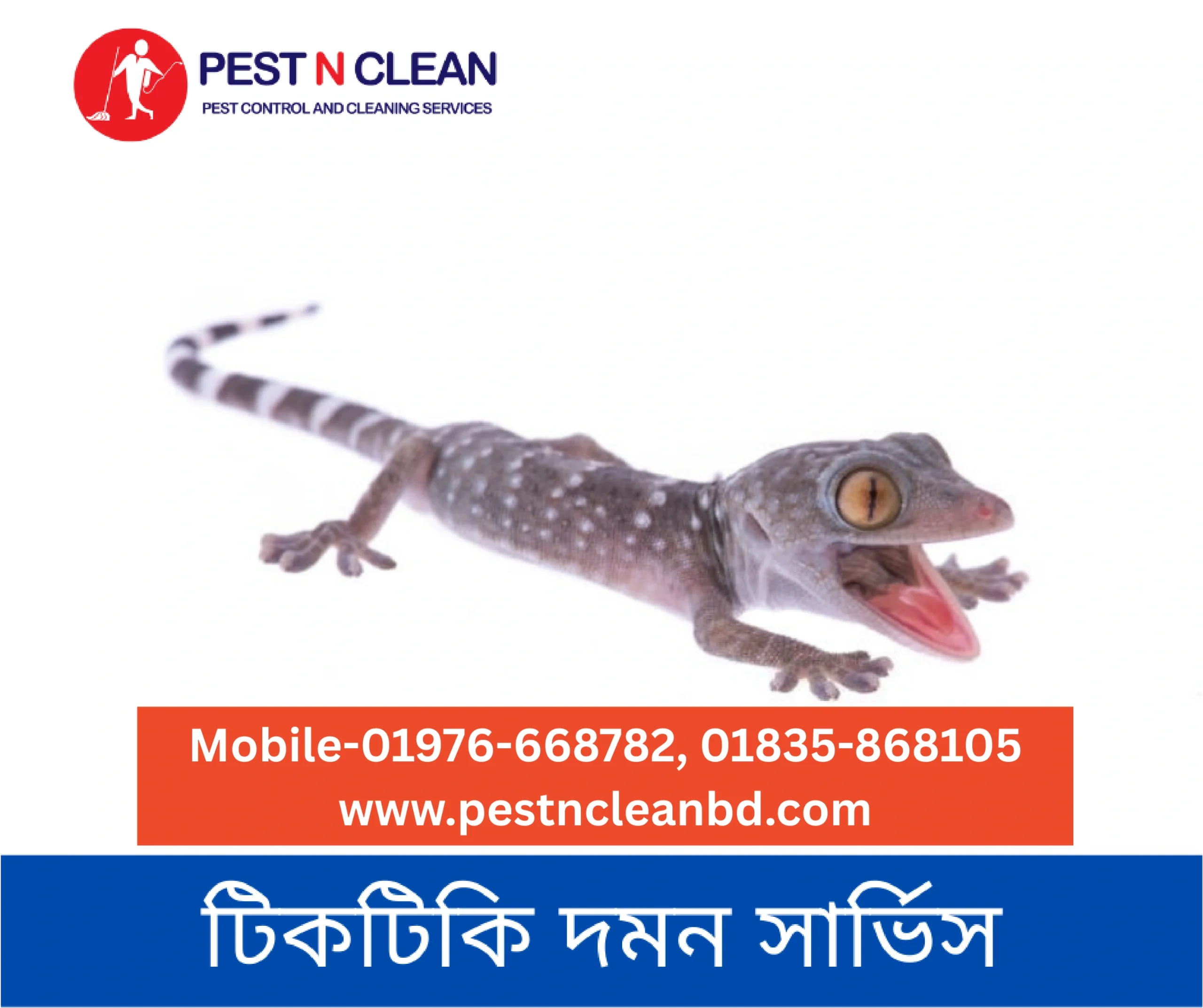 Lizard Control Service